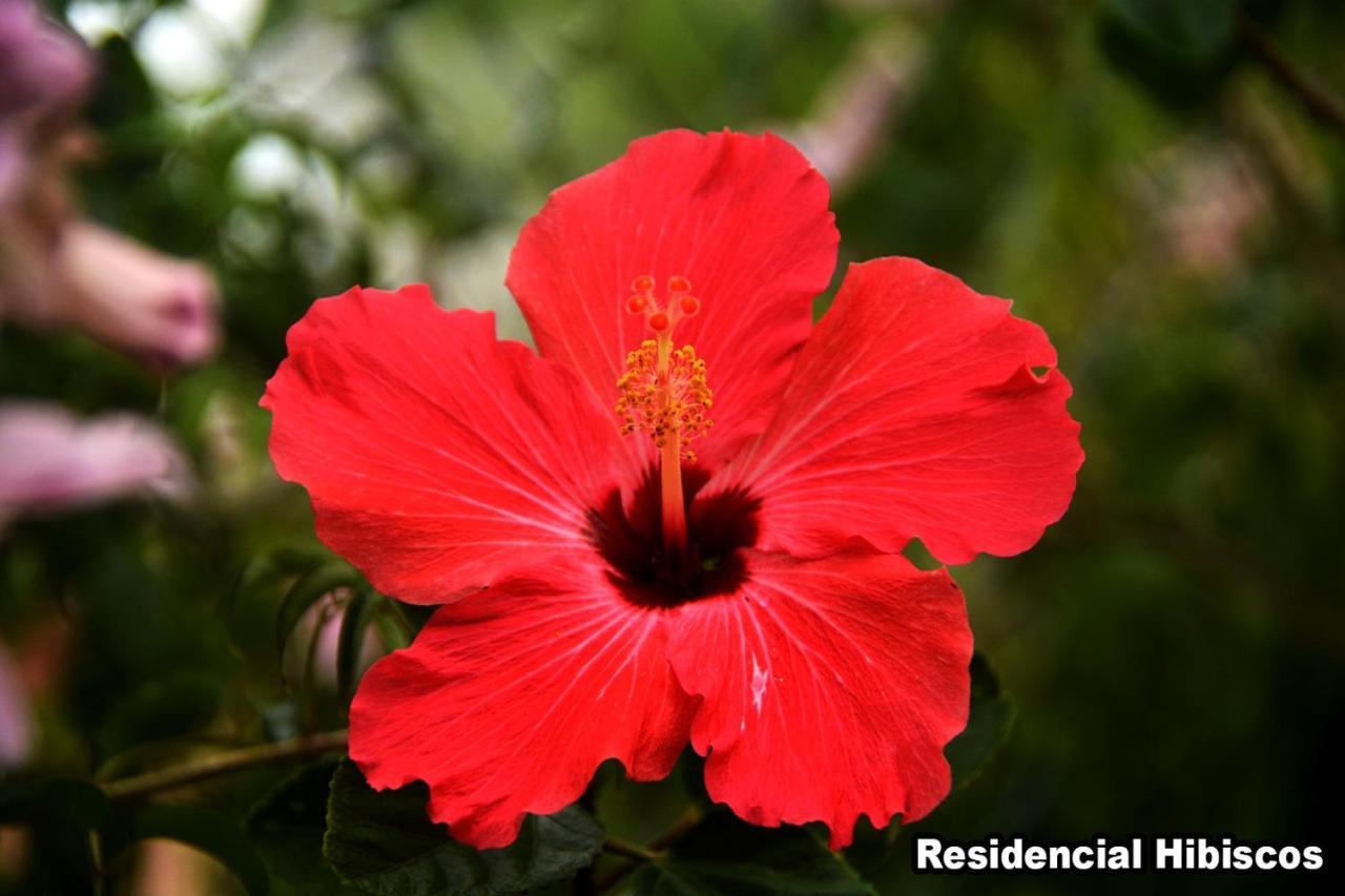 Residencial Hibiscos - Vista Mar Villa Garopaba Eksteriør bilde