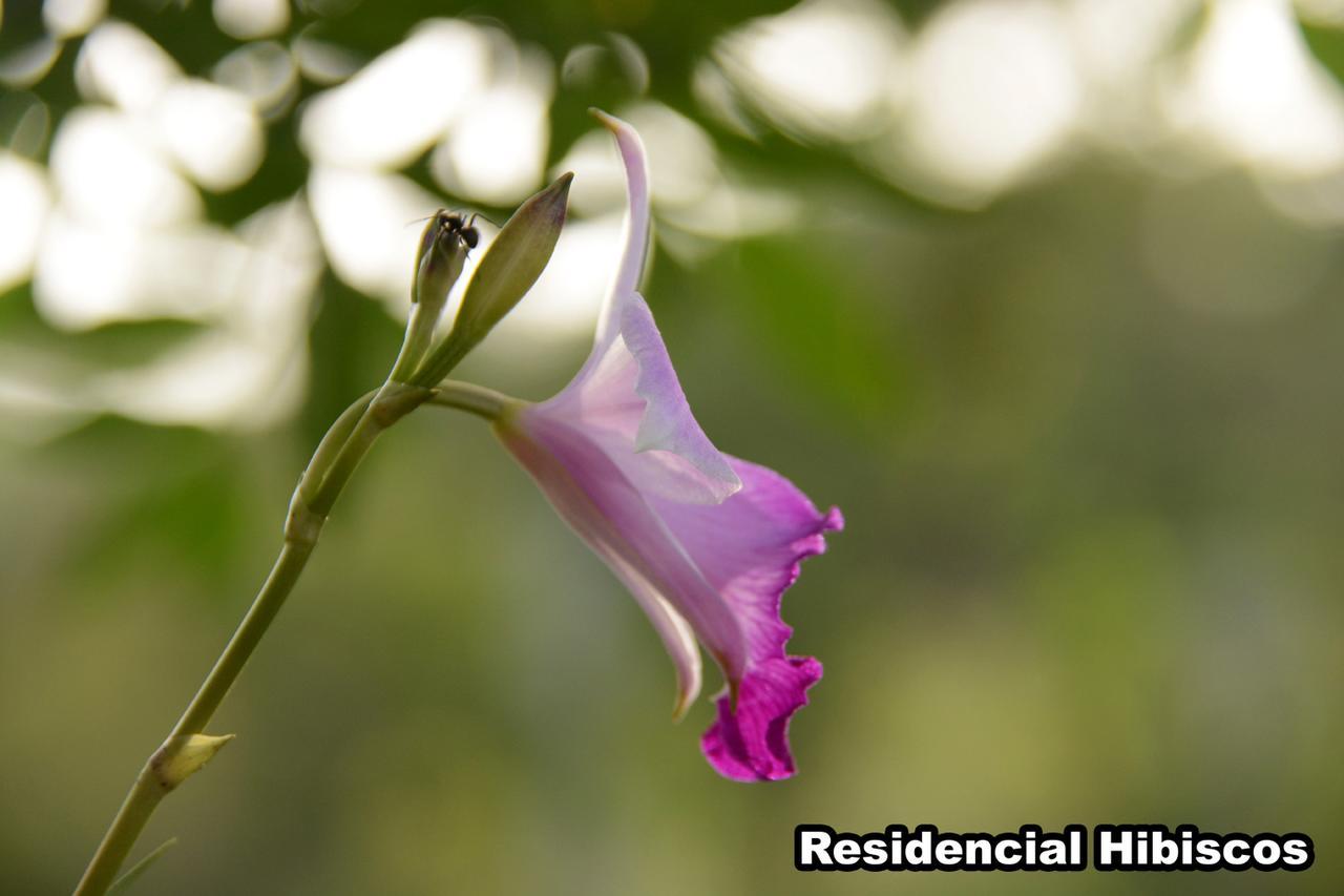 Residencial Hibiscos - Vista Mar Villa Garopaba Eksteriør bilde